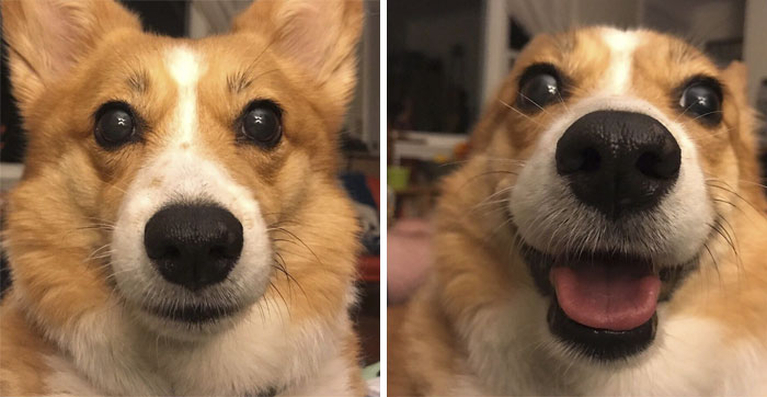 Before/After Being Told You're A Good Corg