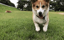 Corgi In The Background: Ooo, Some Poop! Better Roll In It