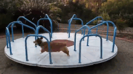 Corgi Having Some Fun