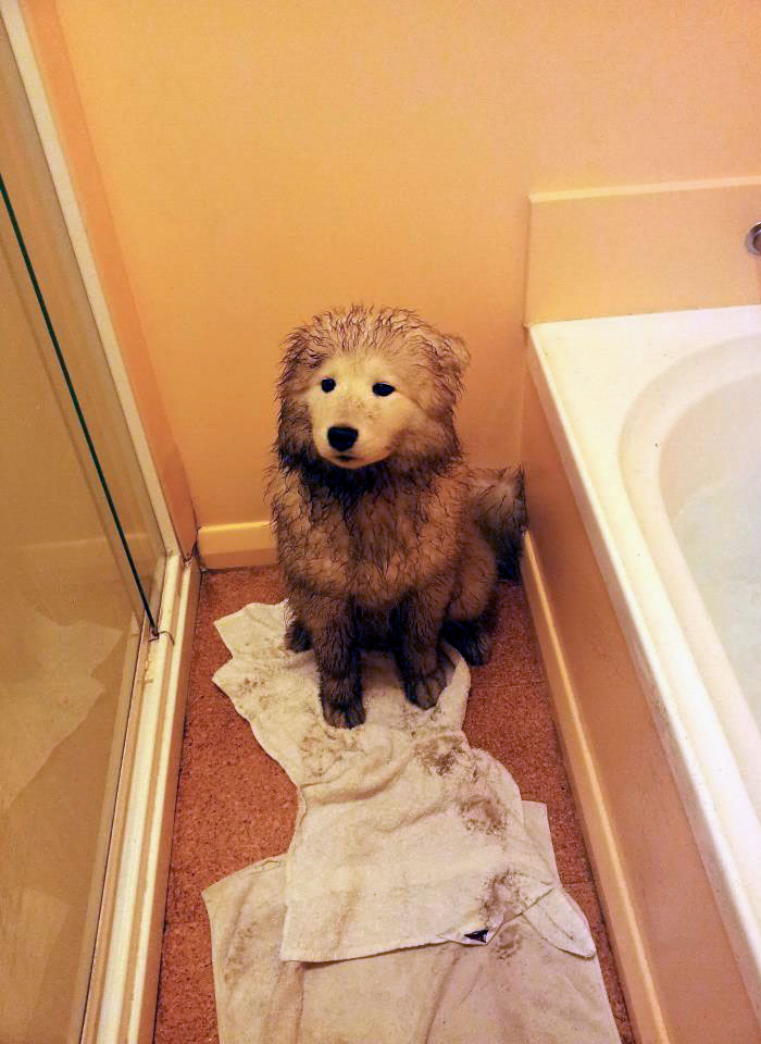 The Aftermath Of Wet Weather Meeting A Samoyed Puppy Digging A Hole