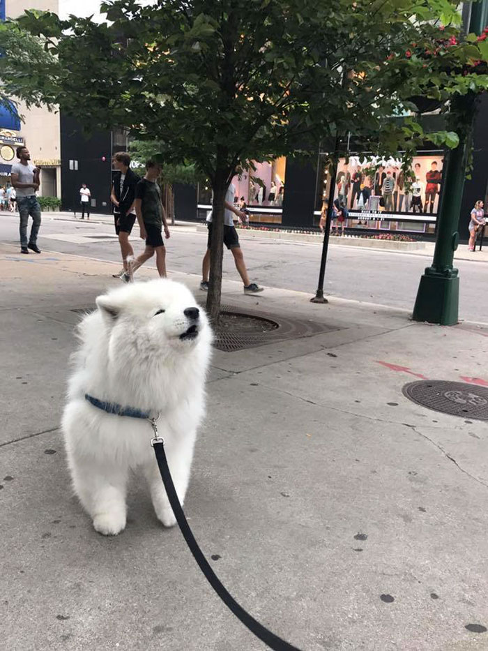 Smol Cloud Does An Awoo