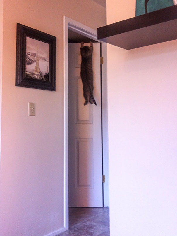 My Wife Just Texted Me This Picture Of Our Cat From Her Potato Phone