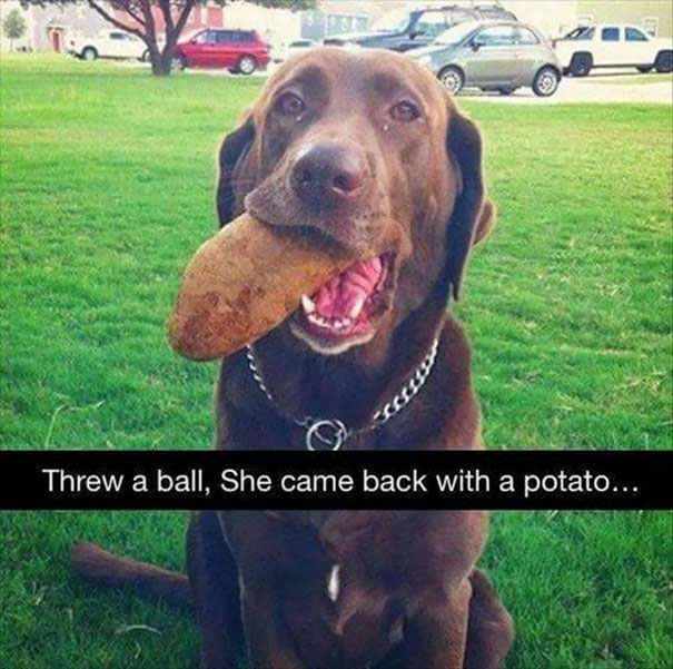 She's A Retriever, Not A Genius