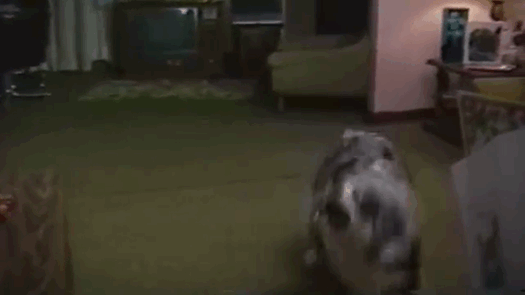 Nothing Weird About Chasing The Ceiling Fan