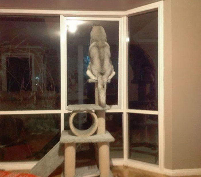 A Dog Adjusting To Cat Owners