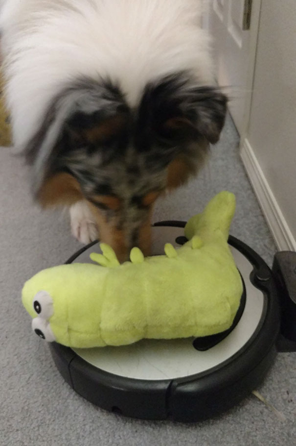 My Dog Spent 15 Minutes This Morning Trying To Get The Roomba To Play With His Stuffed Squeaky Shrimp