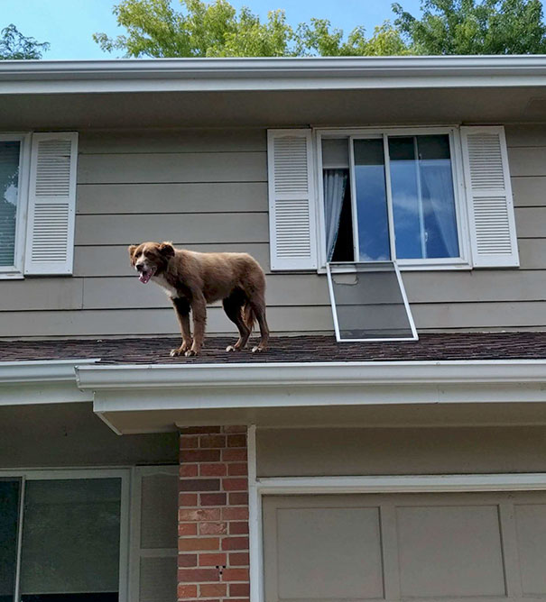 My Dad Just Sent Me This Pic Of Our Dog. The Neighbors Texted Him In The Middle Of The Day, "Your Dog Is On The Roof"