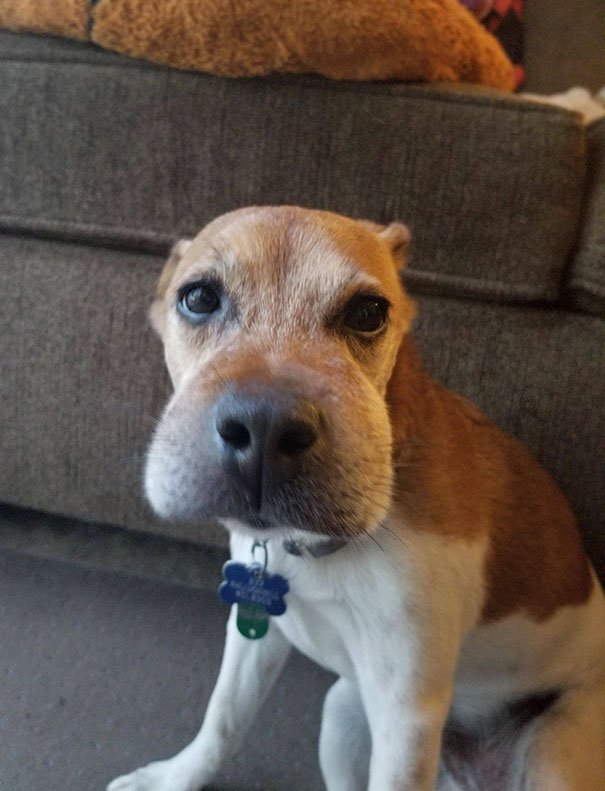 My Dog Tried To Eat A Bee