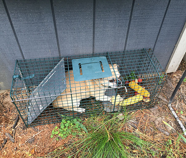 I Was Trying To Catch A Ground Hog. Caught My Neighbors Dog Instead