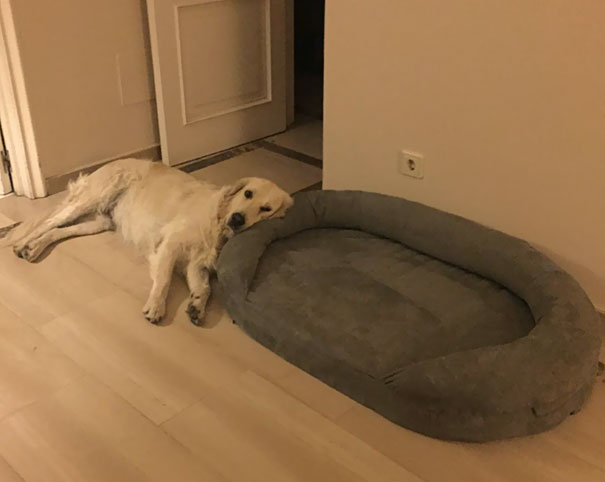 $100 Bed