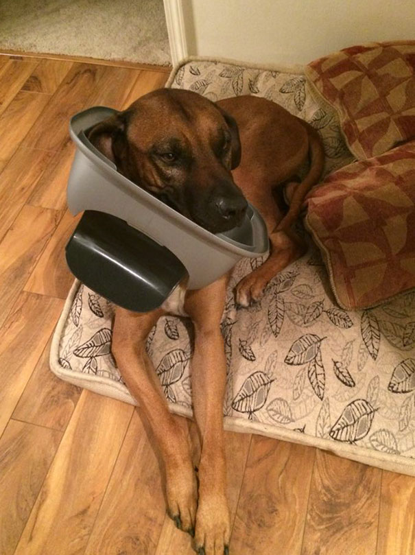 Came Home To Trash Everywhere In The House. Compelling Evidence Found