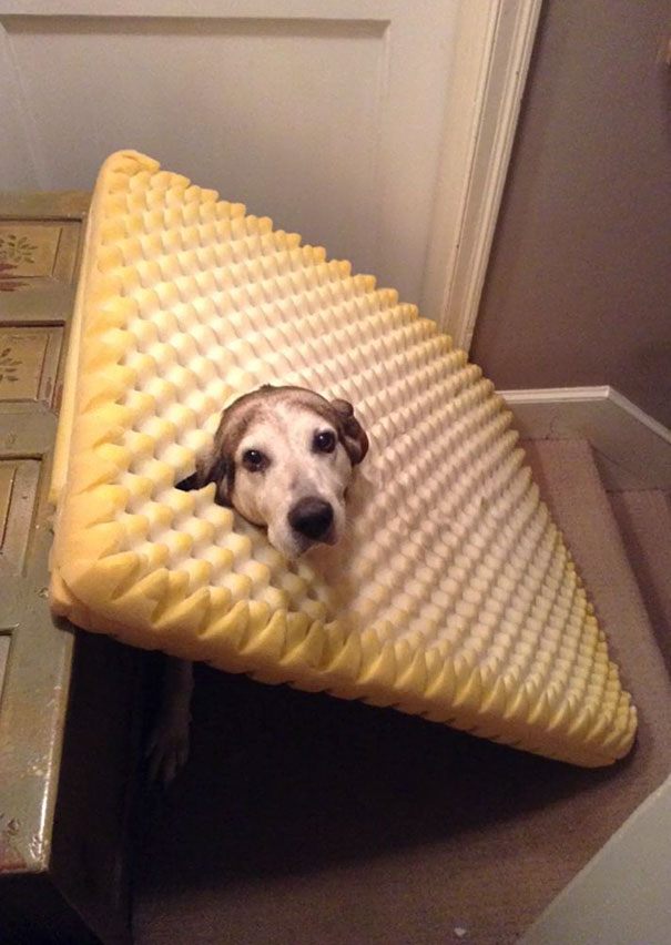 Found My Dog Like This, She Ate Through Her Bed And Got Herself Caught