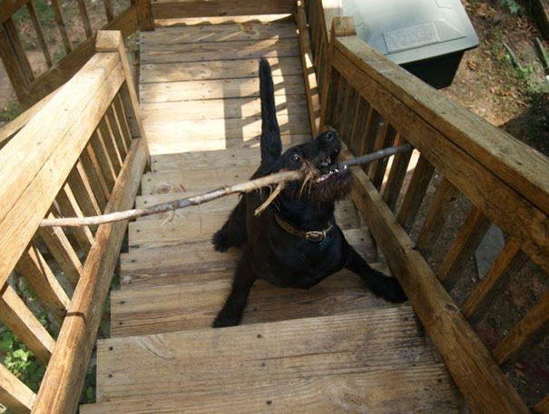 My Dog Was Very Distressed About This