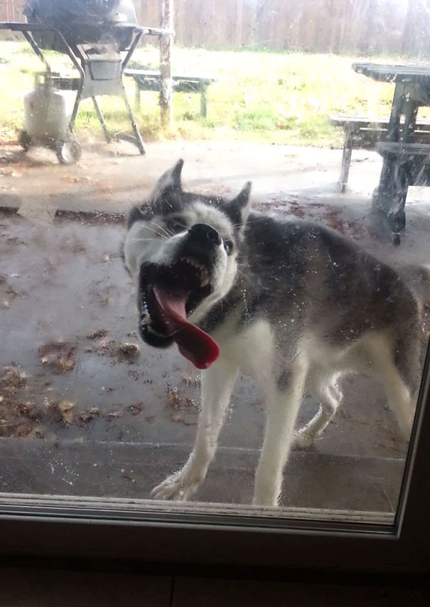 My Dog Diesel Trying His Hardest To Lick And Chew Through The Glass Back Porch Door. But To No Avail