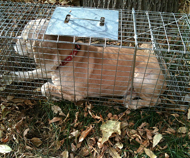 The Other Day My Dog Got Attacked By A Raccoon, So I Set Up A Trap. This Is What I Caught