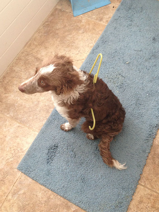 Get A Border Collie They Said, They're One Of The Smartest Breeds They Said