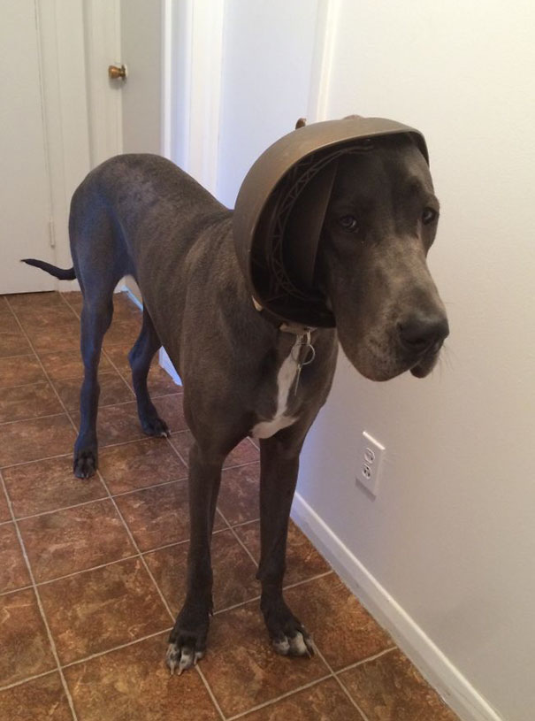 Human, I Need Your Help