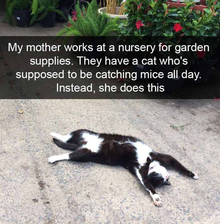 Funny-Pics-Cat-Snapchat