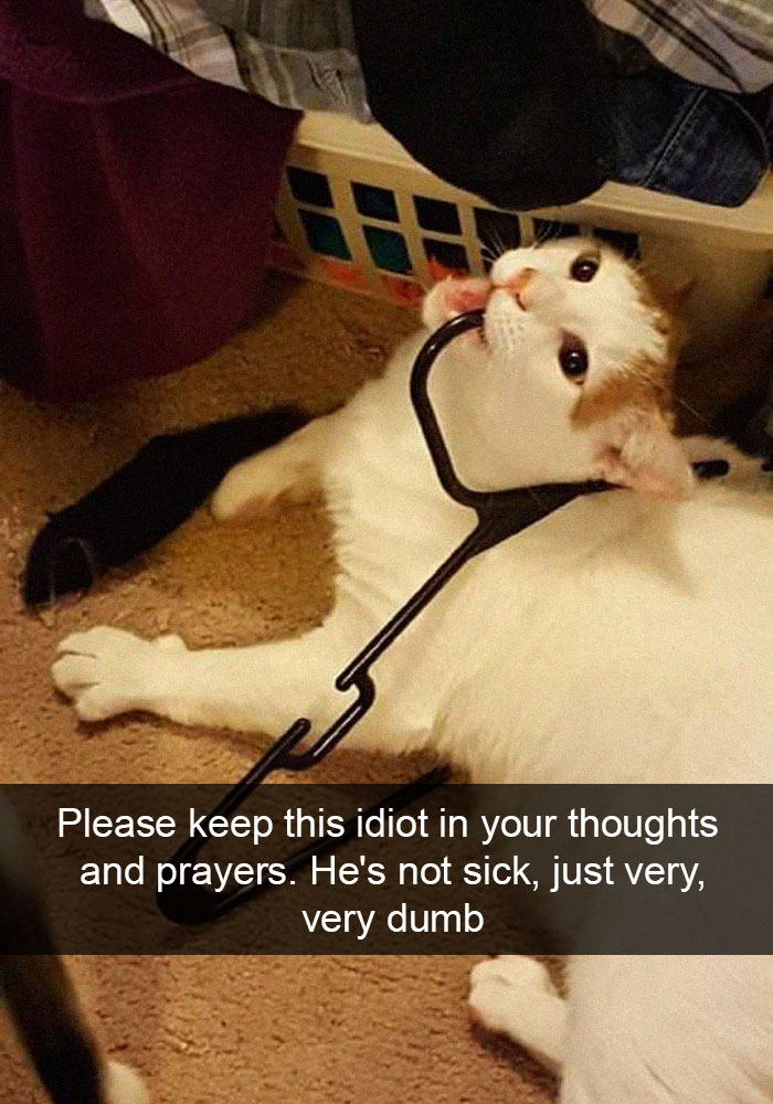 Funny-Pics-Cat-Snapchat