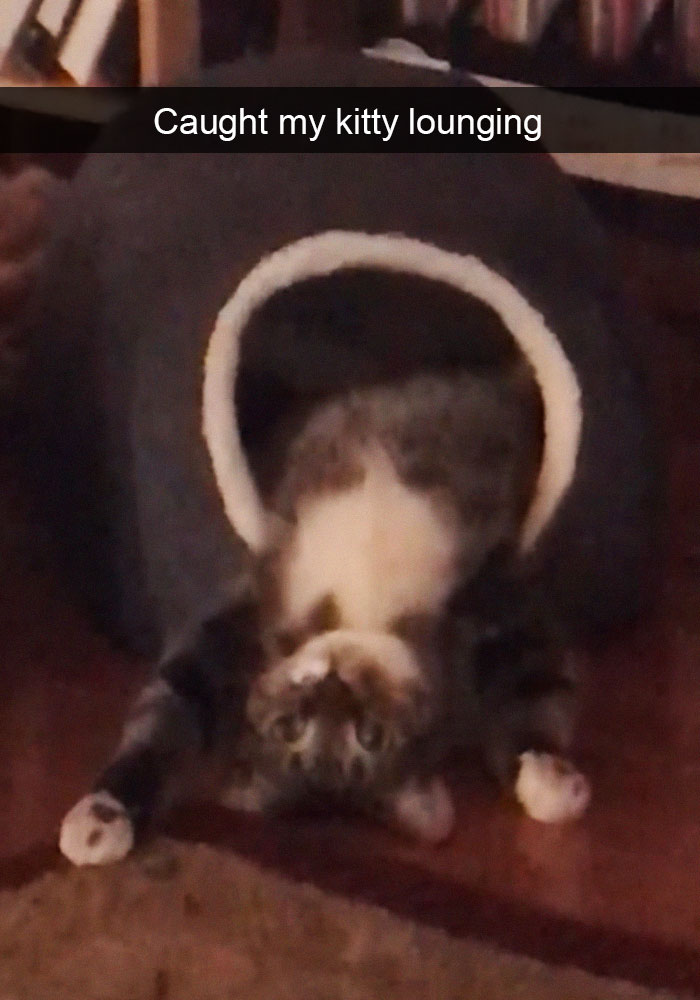 Funny-Pics-Cat-Snapchat