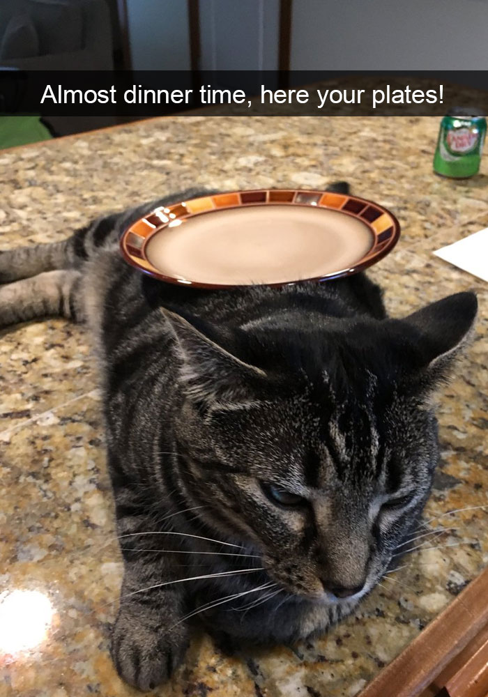 Funny-Pics-Cat-Snapchat