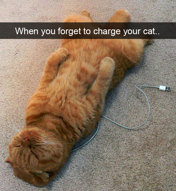 Funny-Pics-Cat-Snapchat