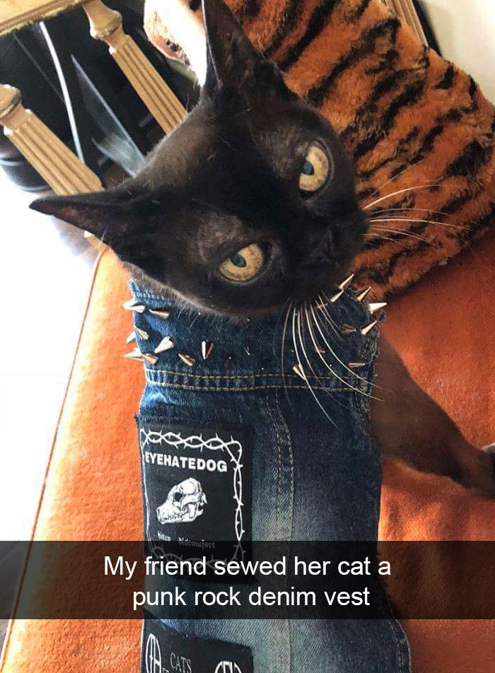 Funny-Pics-Cat-Snapchat
