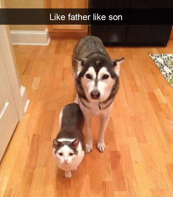 Funny-Pics-Cat-Snapchat