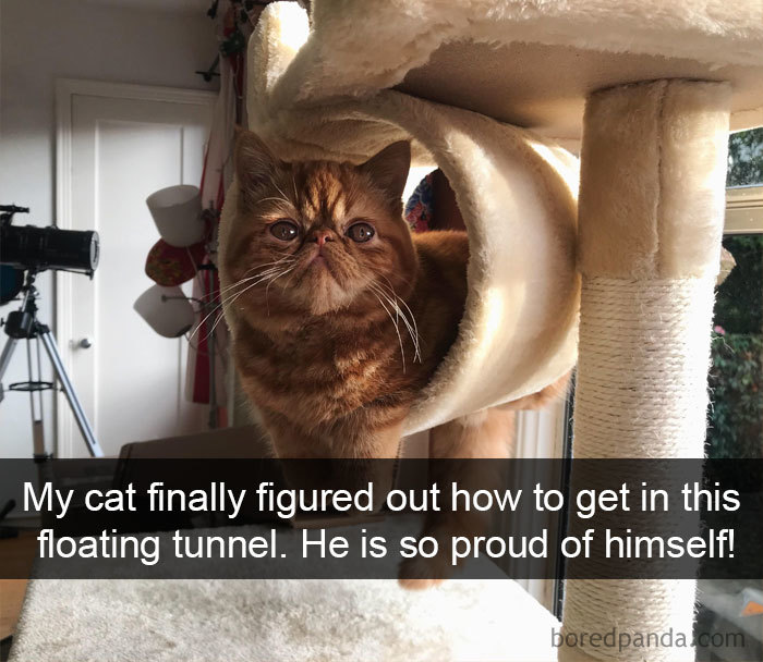 Funny-Pics-Cat-Snapchat