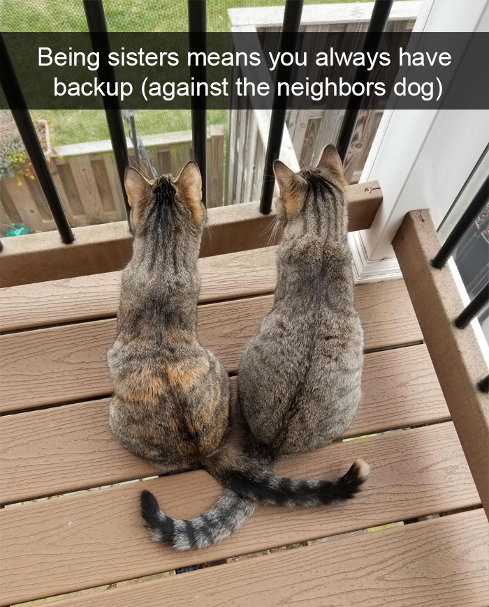 Funny-Pics-Cat-Snapchat