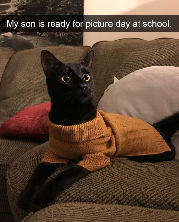 Funny-Pics-Cat-Snapchat