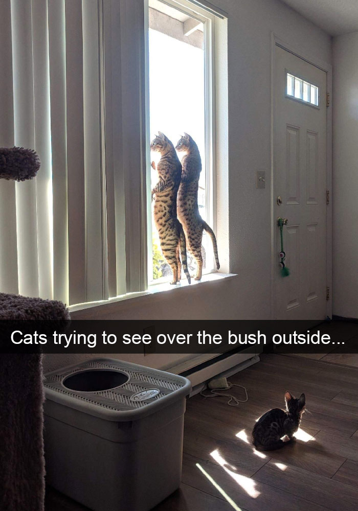Funny-Pics-Cat-Snapchat