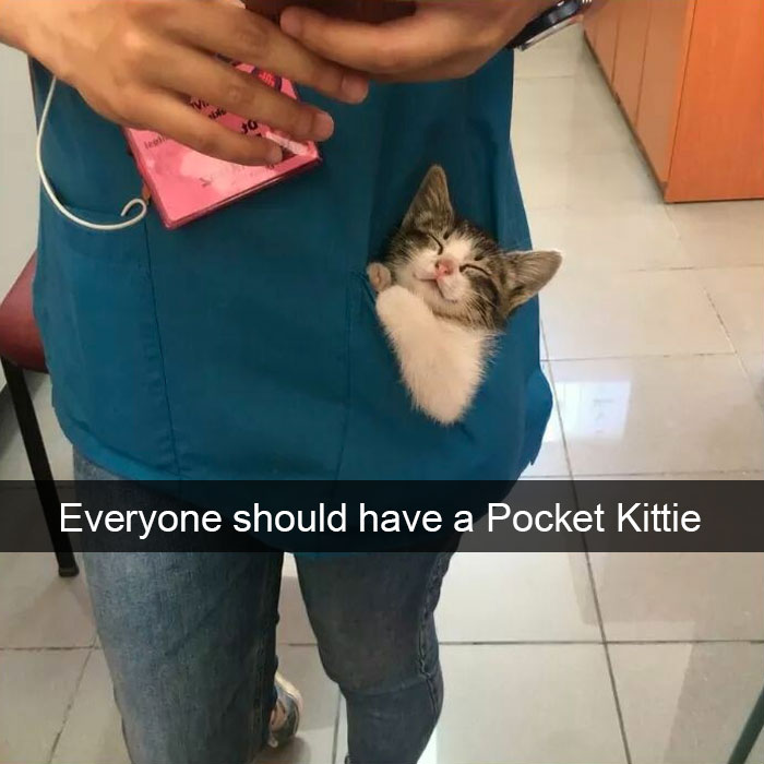 Funny-Pics-Cat-Snapchat