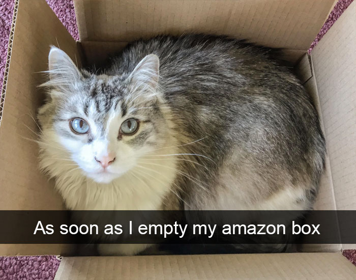 Funny-Pics-Cat-Snapchat