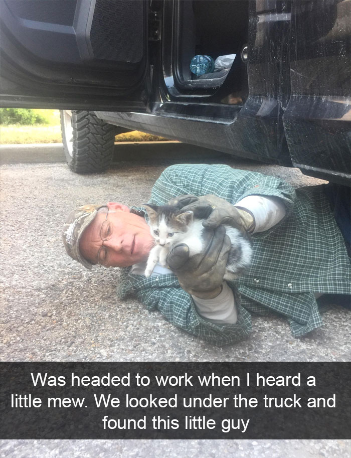 Funny-Pics-Cat-Snapchat