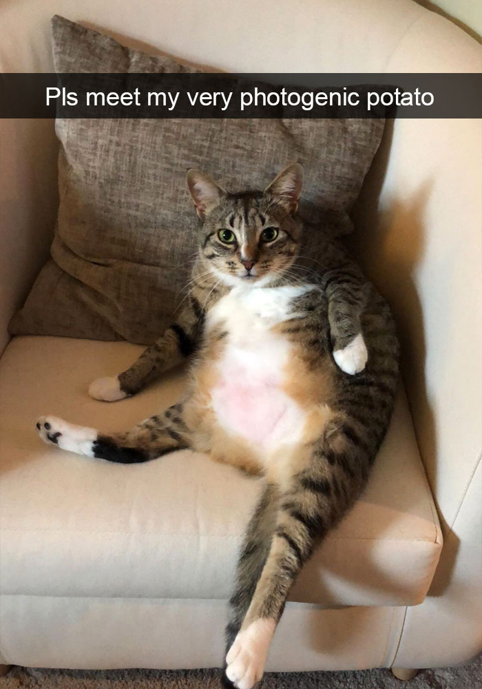 Funny-Pics-Cat-Snapchat