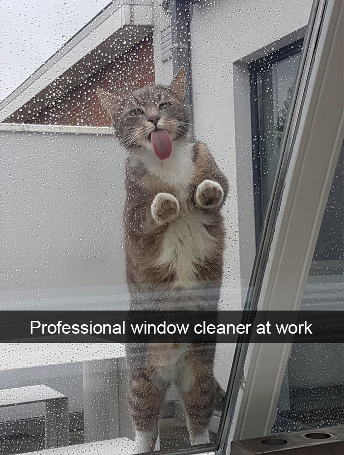 Funny-Pics-Cat-Snapchat