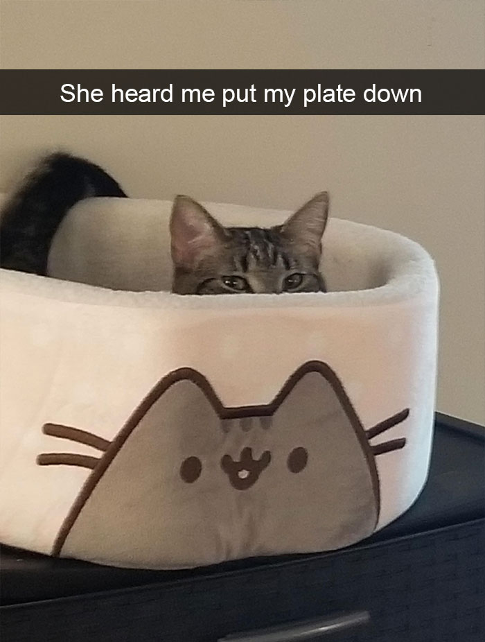 Funny-Pics-Cat-Snapchat