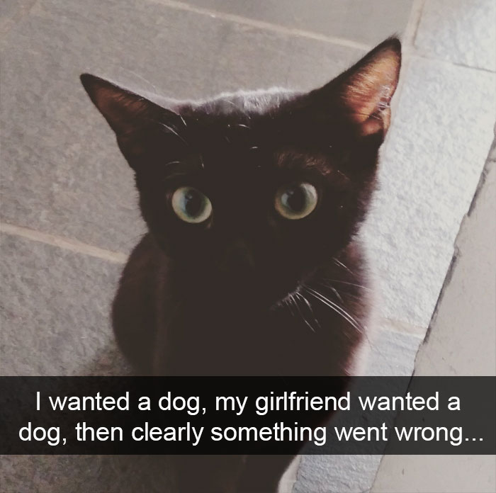 Funny-Pics-Cat-Snapchat