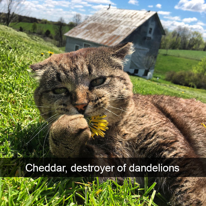 Funny-Pics-Cat-Snapchat