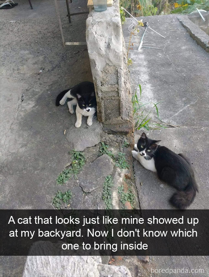 Funny-Pics-Cat-Snapchat