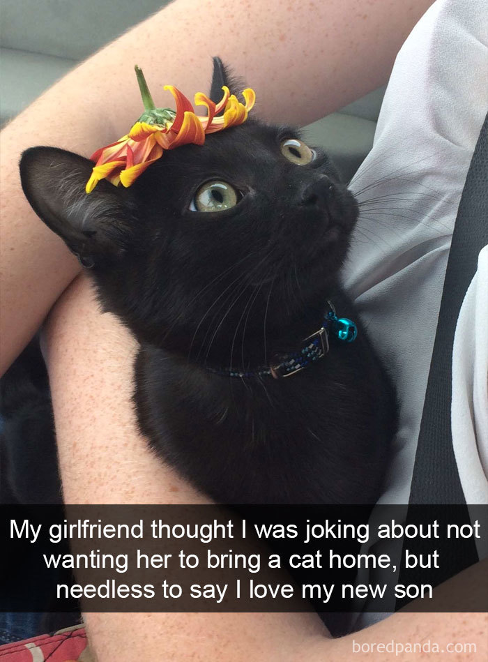 Funny-Pics-Cat-Snapchat