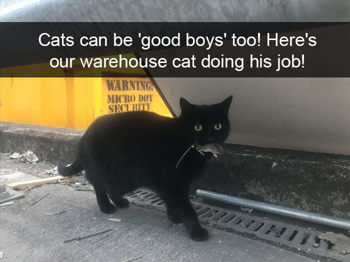 Funny-Pics-Cat-Snapchat