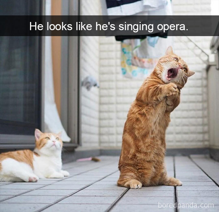 Funny-Pics-Cat-Snapchat