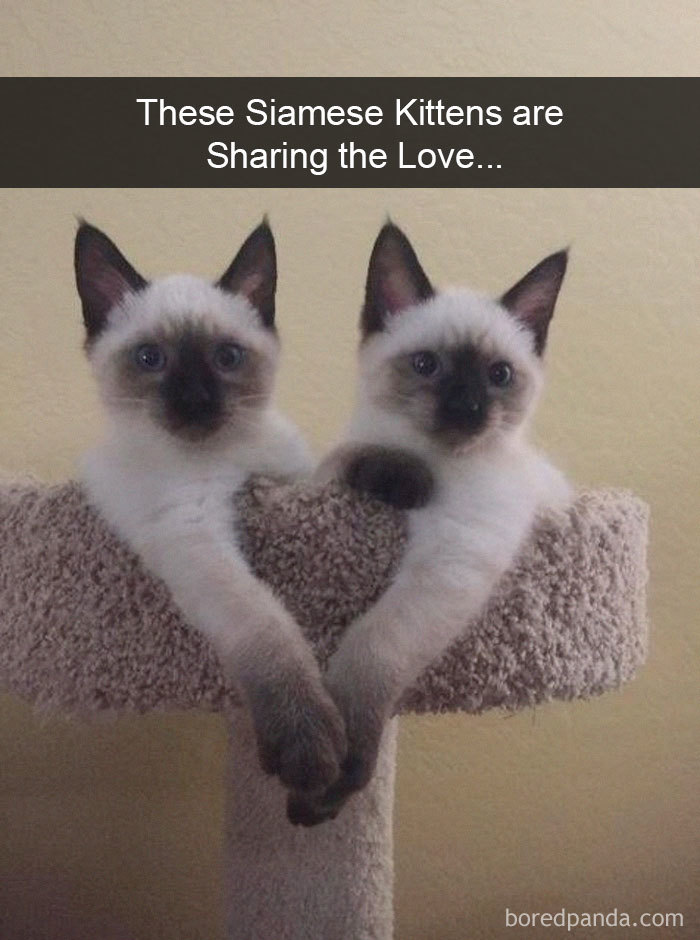 Funny-Pics-Cat-Snapchat