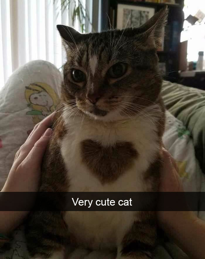 Funny-Pics-Cat-Snapchat