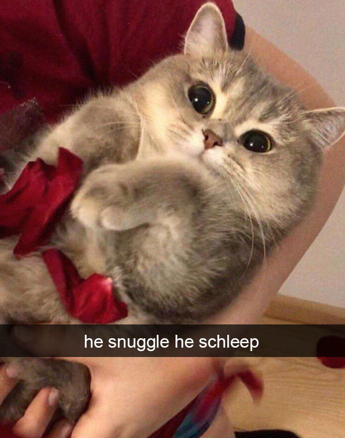 Funny-Pics-Cat-Snapchat