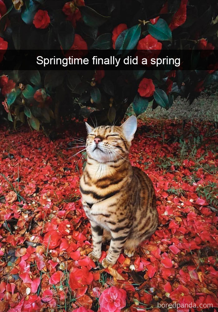 Funny-Pics-Cat-Snapchat