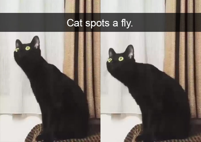 Funny-Pics-Cat-Snapchat