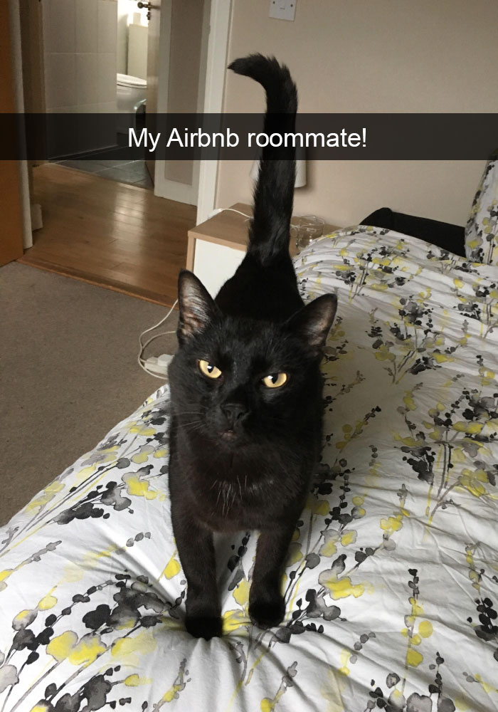 Funny-Pics-Cat-Snapchat